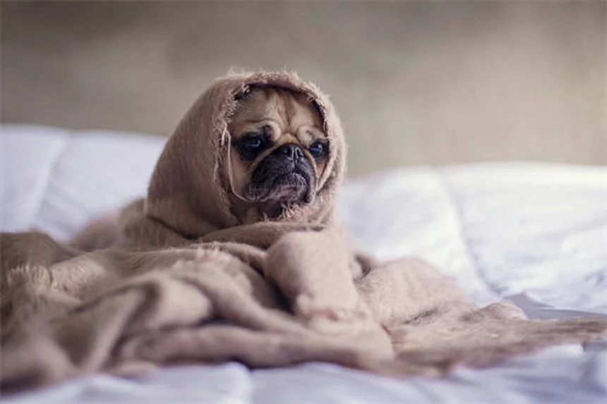 犬が何でも怖がる理由と対処法5選｜社会化不足から遺伝的要因まで徹底解説