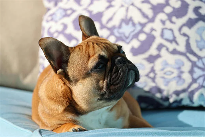 犬が何でも怖がる理由と対処法5選｜社会化不足から遺伝的要因まで徹底解説