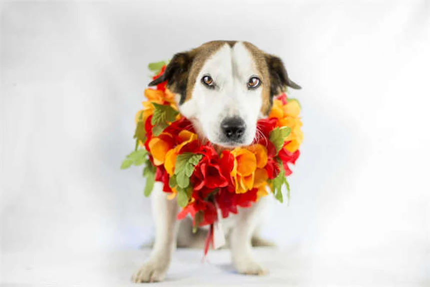 愛犬のかゆみ対策5選！獣医師も推奨する自宅ケア方法