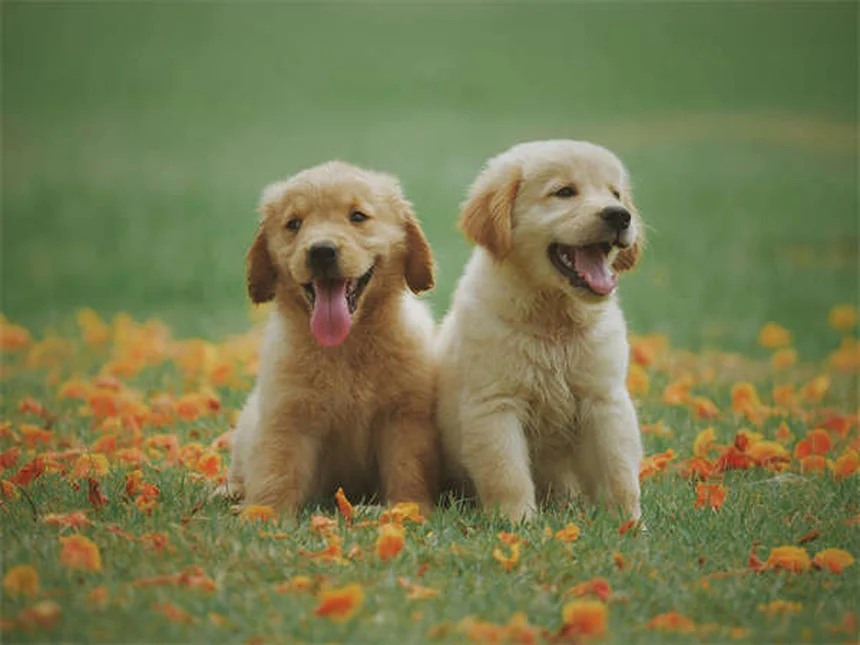 愛犬のかゆみ対策5選！獣医師も推奨する自宅ケア方法