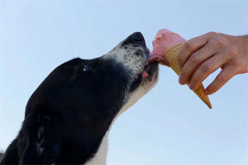 愛犬のかゆみ対策5選！獣医師も推奨する自宅ケア方法