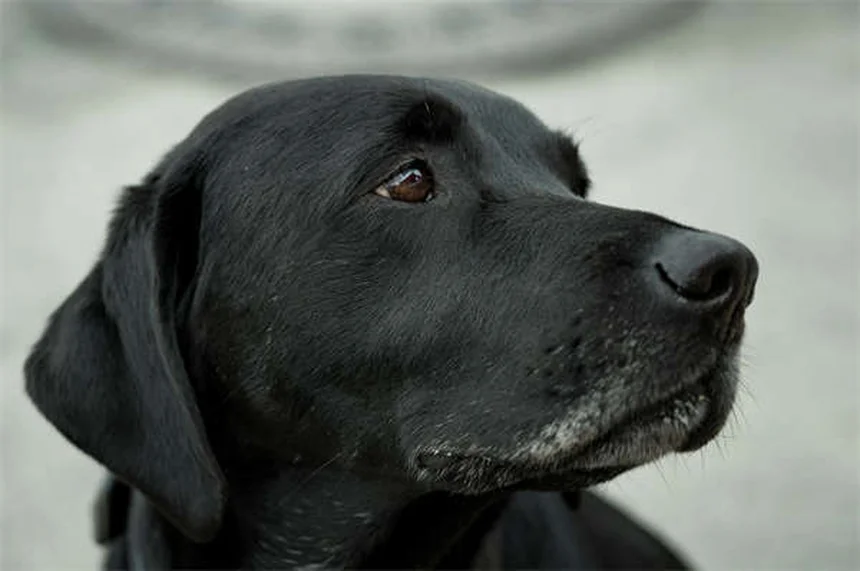 犬のうんち回数は1日何回？健康管理のための完全ガイド