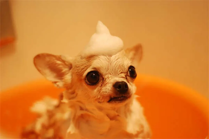犬のうんち回数は1日何回？健康管理のための完全ガイド