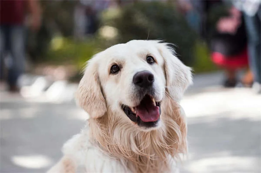 犬や猫も悲しむ？ペットのグリーフのサインと対処法