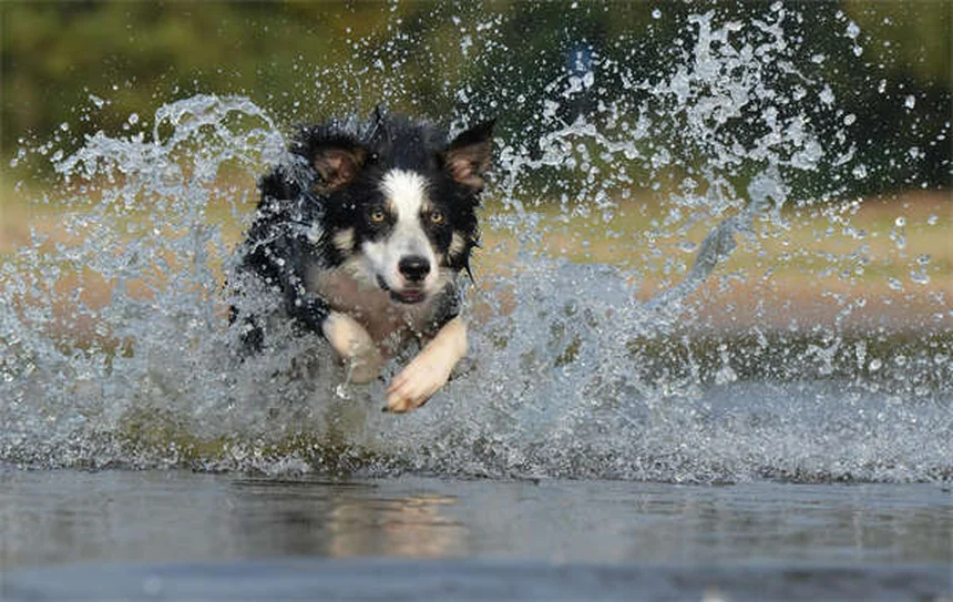 犬や猫も悲しむ？ペットのグリーフのサインと対処法
