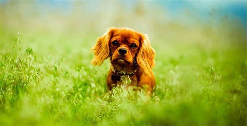 犬が興奮でおしっこする理由と解決法【獣医師監修】
