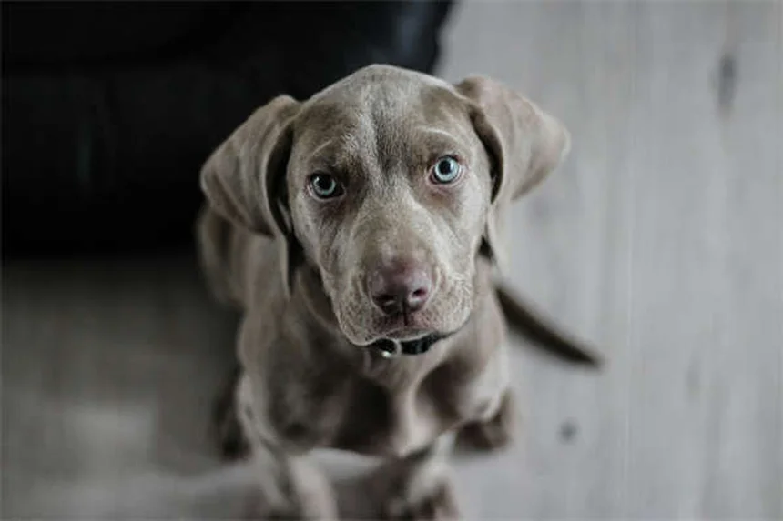 犬が興奮でおしっこする理由と解決法【獣医師監修】
