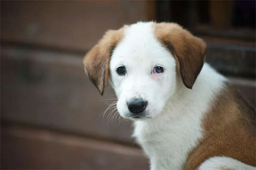 犬が興奮でおしっこする理由と解決法【獣医師監修】
