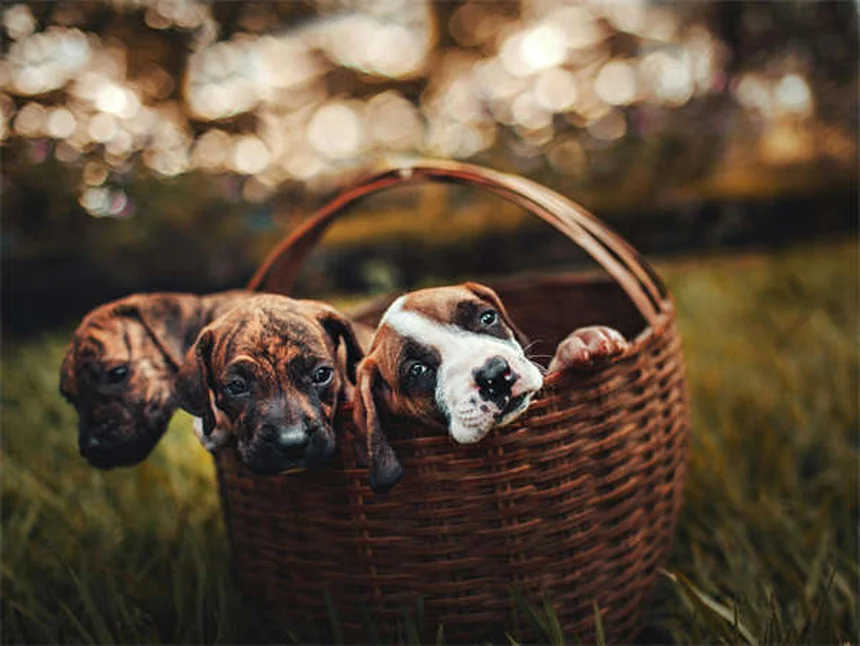 子犬の行動の意味6選｜飼い主さん必見の行動解析