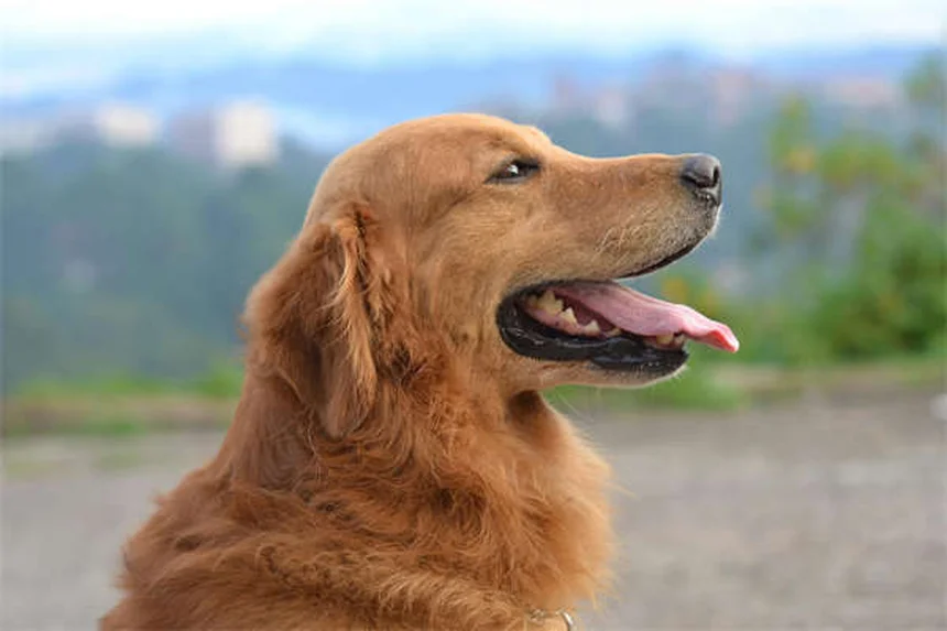 子犬の行動の意味6選｜飼い主さん必見の行動解析