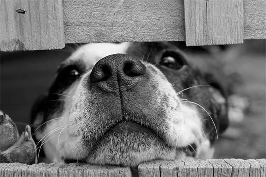 子犬の行動の意味6選｜飼い主さん必見の行動解析