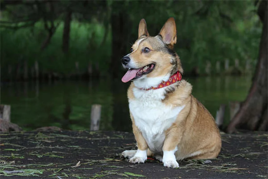 子犬の行動の意味6選｜飼い主さん必見の行動解析