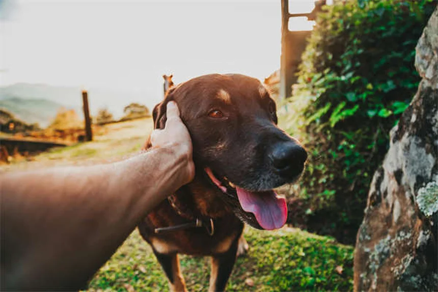 聴覚障害の犬のしつけ方法｜プロが教える7つの成功テクニック