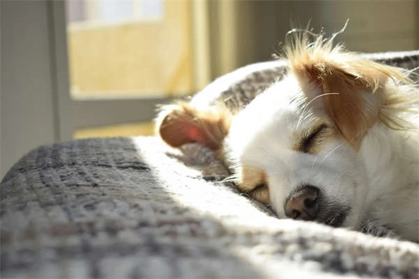 聴覚障害の犬のしつけ方法｜プロが教える7つの成功テクニック