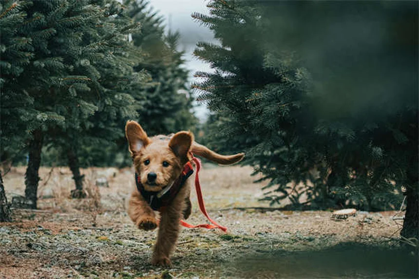 犬の雷恐怖症を克服する7つの効果的な方法【獣医師推奨】