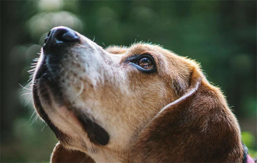 犬の雷恐怖症を克服する7つの効果的な方法【獣医師推奨】