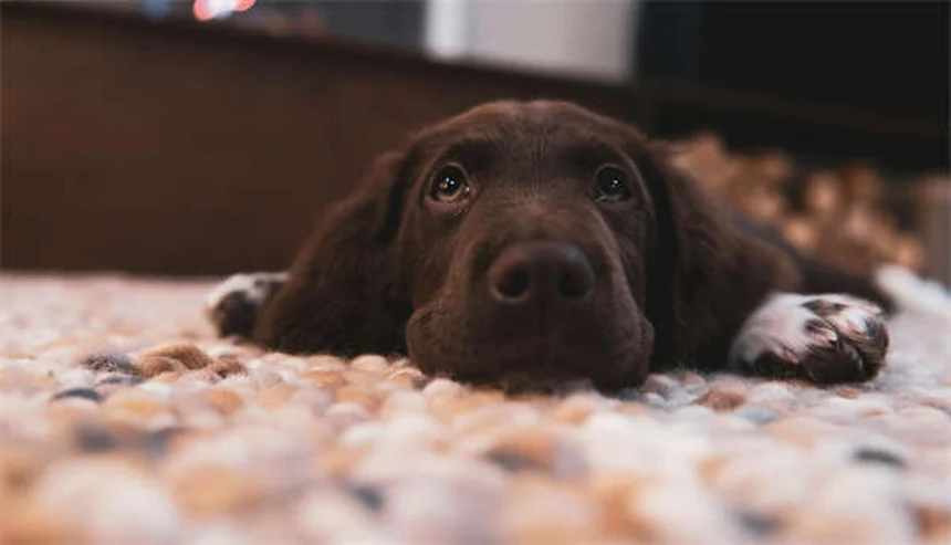 犬の雷恐怖症を克服する7つの効果的な方法【獣医師推奨】