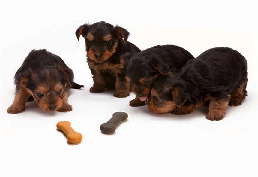 犬が飼い主の上に乗る7つの心理｜愛情表現から注意すべき行動まで