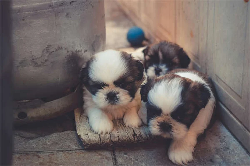 犬が飼い主の上に乗る7つの心理｜愛情表現から注意すべき行動まで