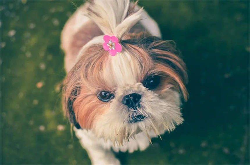 犬の肌荒れに効くオートミール風呂の作り方【完全ガイド】
