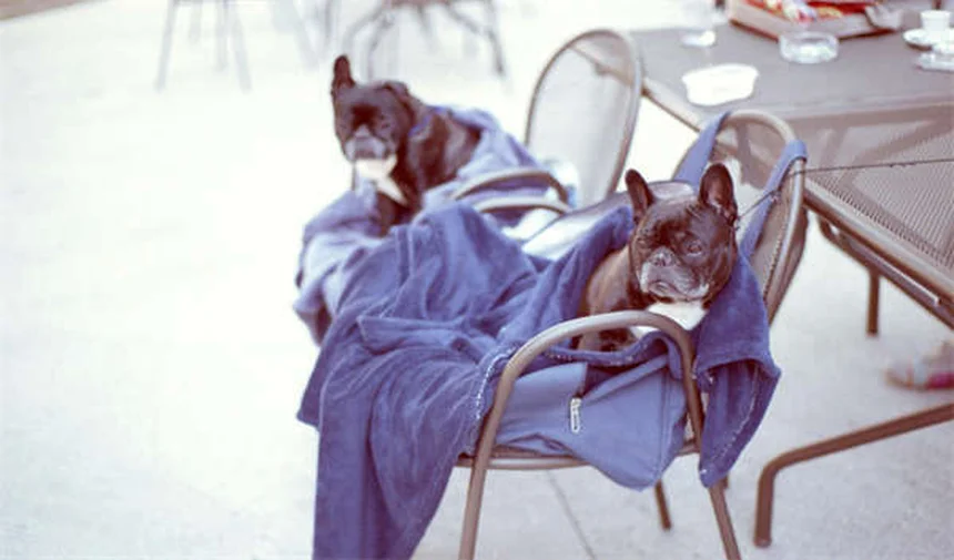 フェレットの難産（ディストシア）対策と胎児死亡を防ぐ5つの方法