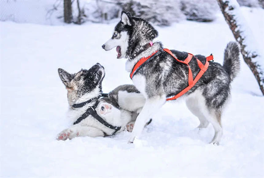犬の肌荒れに効くオートミール風呂の作り方【完全ガイド】