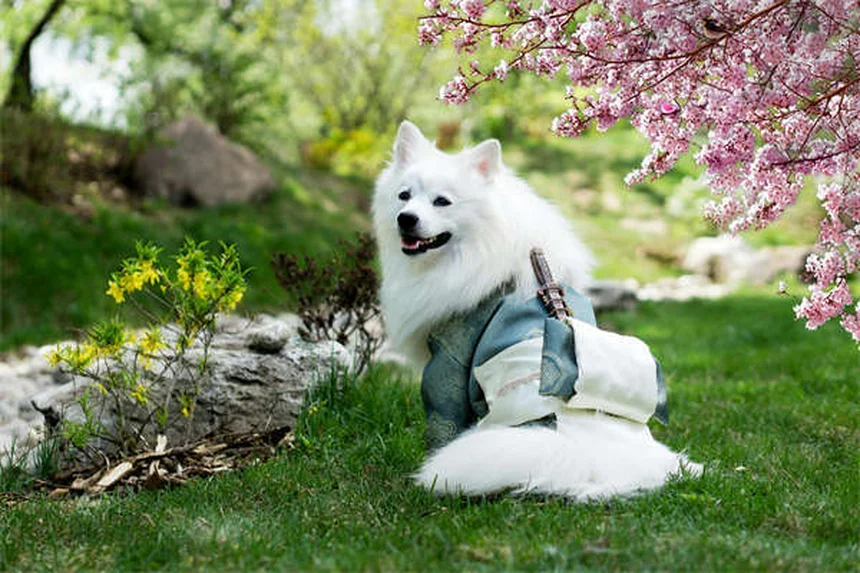 犬が芝生で転がる理由5選！本能的な行動の秘密を解説